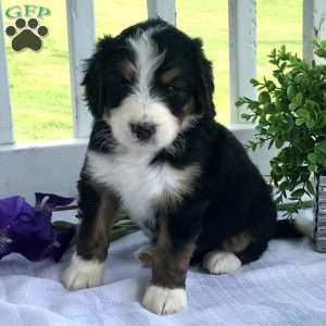 Lilac, Bernedoodle Puppy